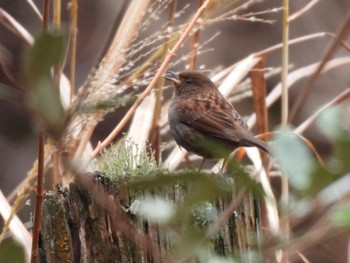 Japanese Accentor Hayatogawa Forest Road Thu, 1/4/2024