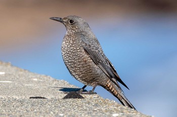 Blue Rock Thrush 平磯海岸 Thu, 1/4/2024