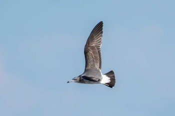 Black-tailed Gull 平磯海岸 Thu, 1/4/2024