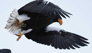 Steller's Sea Eagle 納沙布岬 Thu, 1/4/2024