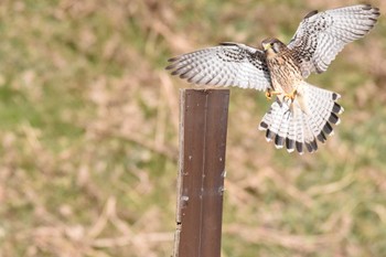 Common Kestrel 恩智川治水緑地 Thu, 1/4/2024