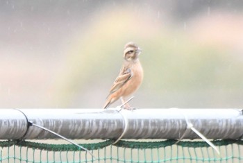 Meadow Bunting 寺家ふるさと村 Tue, 1/2/2024