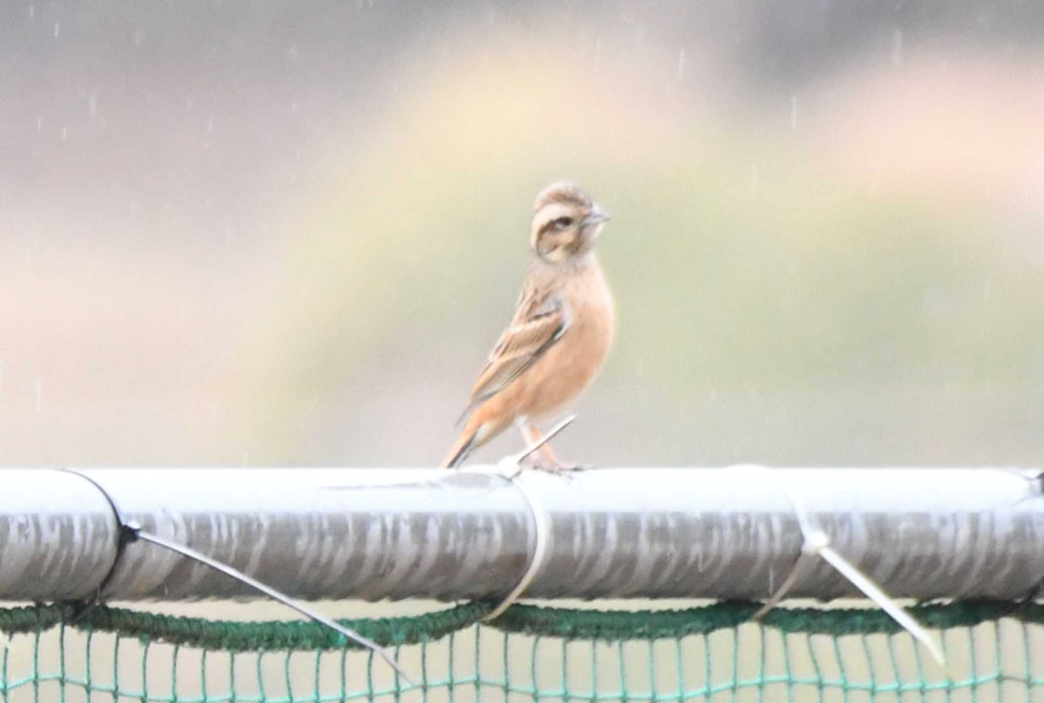 Meadow Bunting