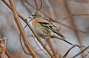 Brambling Unknown Spots Wed, 1/3/2024