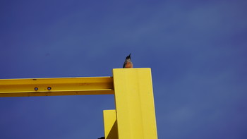 Blue Rock Thrush Minatomirai Wed, 10/31/2018