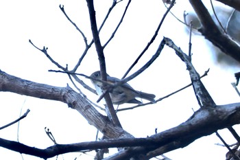 Thu, 1/4/2024 Birding report at 海上の森