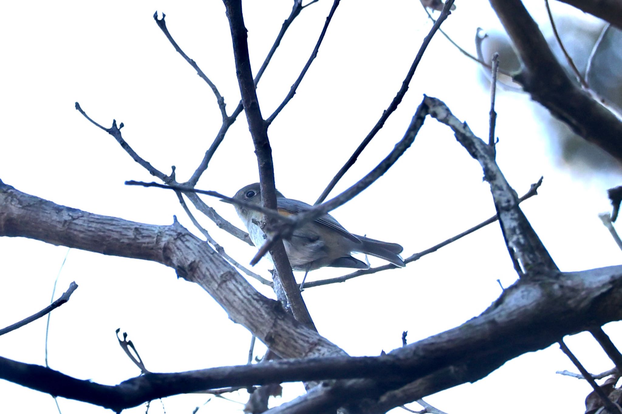 Photo of Red-flanked Bluetail at 海上の森 by ベルサス