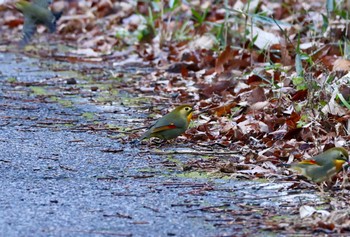 ソウシチョウ 海上の森 2024年1月4日(木)