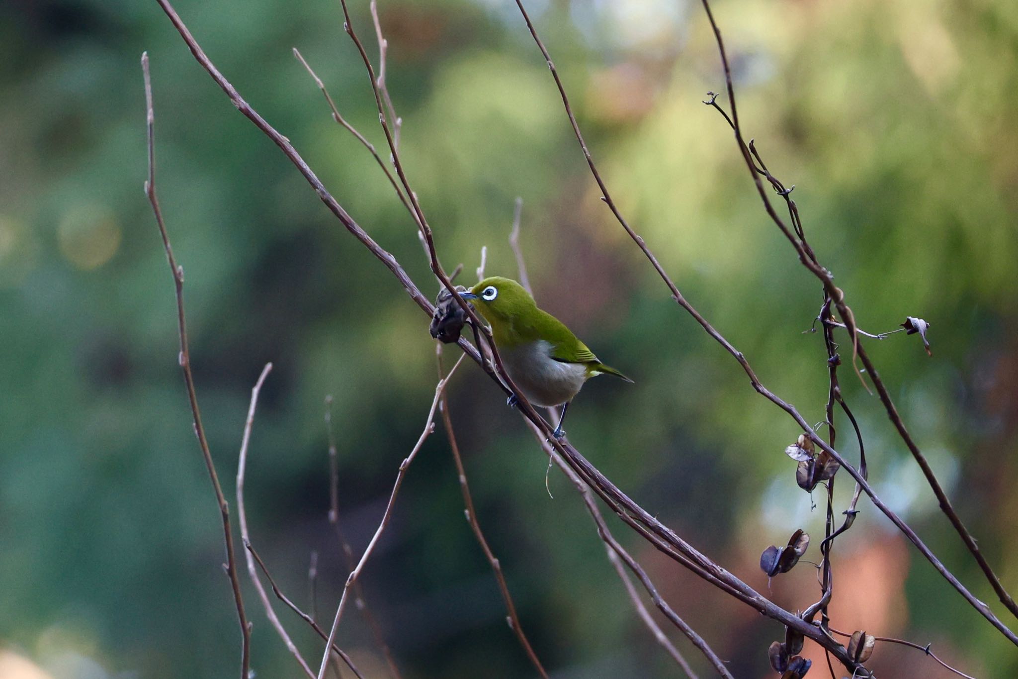 Warbling White-eye