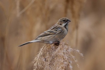 Pallas's Reed Bunting 多摩川 Wed, 1/3/2024