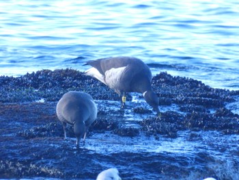 コクガン 北海道函館市志海苔町 2024年1月4日(木)