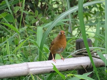 ガビチョウ 舞岡公園 2023年6月11日(日)