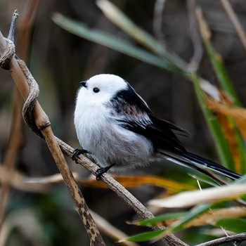 Long-tailed tit(japonicus) 宮城県 Tue, 1/2/2024