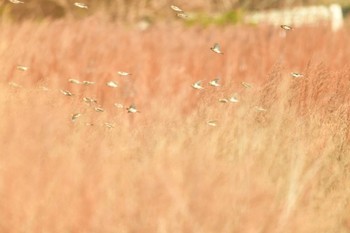 ベニヒワ 北海道函館市石倉町 2023年12月10日(日)