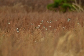 Common Redpoll 北海道函館市石倉町 Sun, 12/10/2023