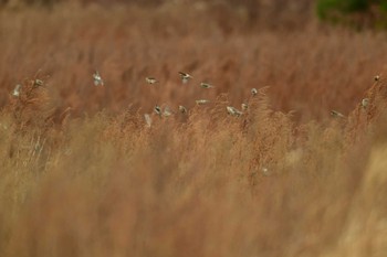 ベニヒワ 北海道函館市石倉町 2023年12月10日(日)