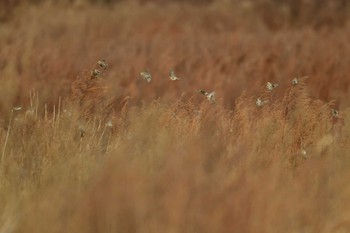 ベニヒワ 北海道函館市石倉町 2023年12月10日(日)