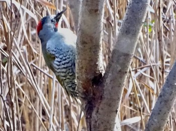 2024年1月4日(木) 舞岡公園の野鳥観察記録