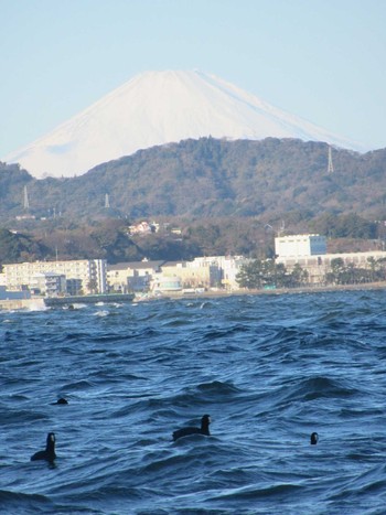 2024年1月1日(月) 走水海岸の野鳥観察記録