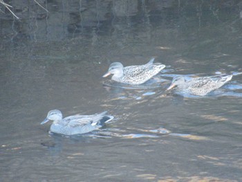 Thu, 1/4/2024 Birding report at 恩田川(鶴見川合流点付近)