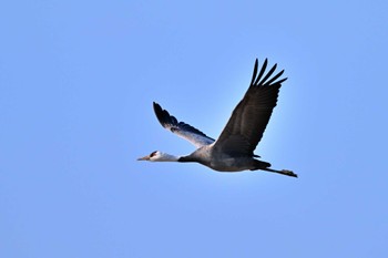 Hooded Crane Izumi Crane Observation Center Fri, 12/29/2023