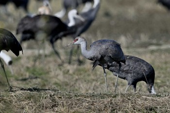 Sandhill Crane Izumi Crane Observation Center Fri, 12/29/2023