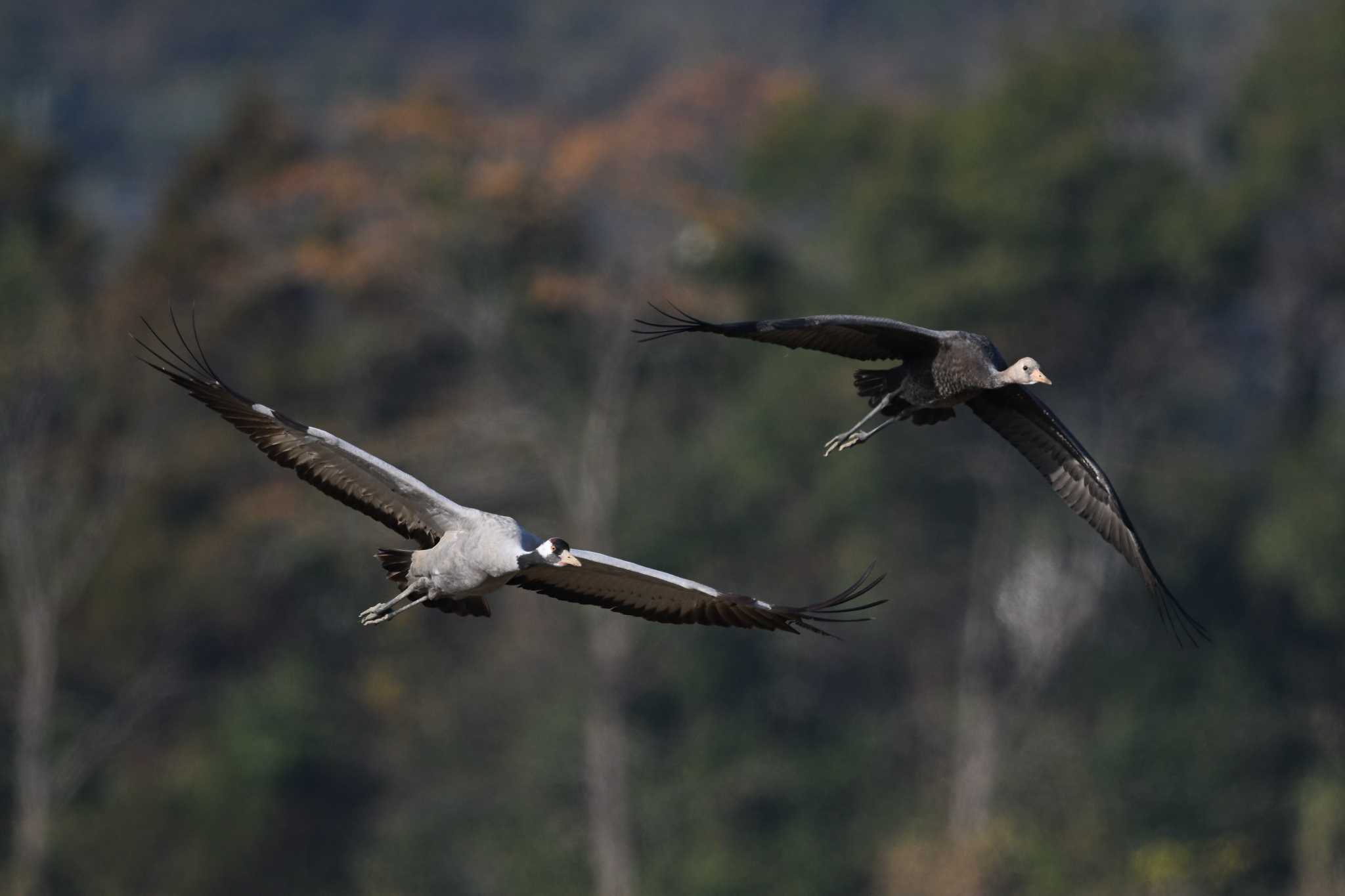 Photo of Common Crane at Izumi Crane Observation Center by ダイ