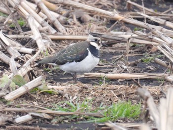 Northern Lapwing 北海道函館市石倉町 Sun, 12/10/2023