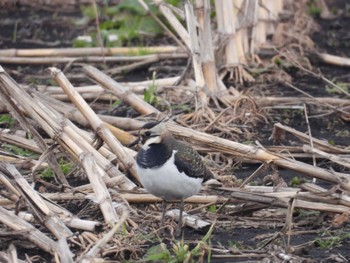 Northern Lapwing 北海道函館市石倉町 Sun, 12/10/2023