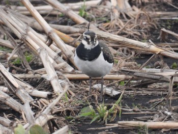 Northern Lapwing 北海道函館市石倉町 Sun, 12/10/2023