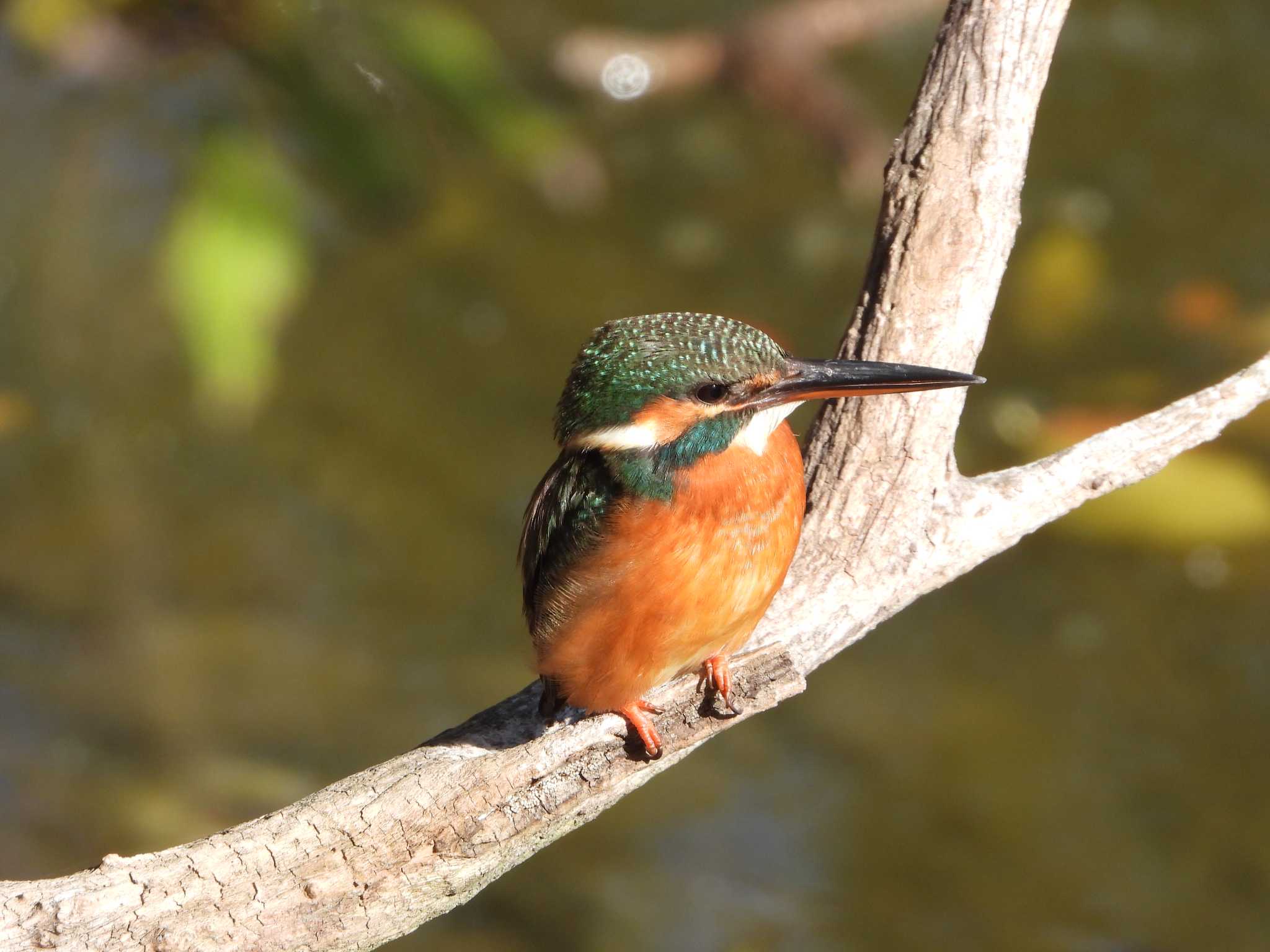 Photo of Common Kingfisher at Hattori Ryokuchi Park by ひよひよ