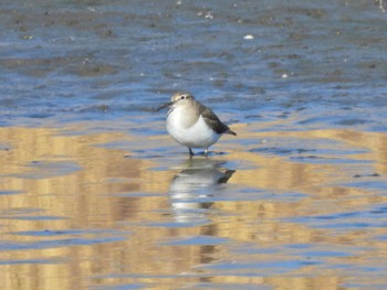 イソシギ 東京港野鳥公園 2023年12月23日(土)