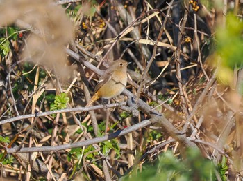 ジョウビタキ 東京港野鳥公園 2023年12月23日(土)