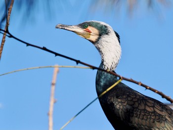 2023年12月23日(土) 東京港野鳥公園の野鳥観察記録