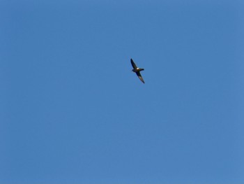 House Swift Tokyo Port Wild Bird Park Sat, 12/23/2023