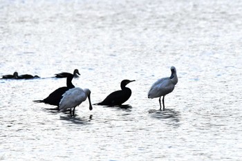 クロツラヘラサギ 伊佐沼 2023年12月6日(水)