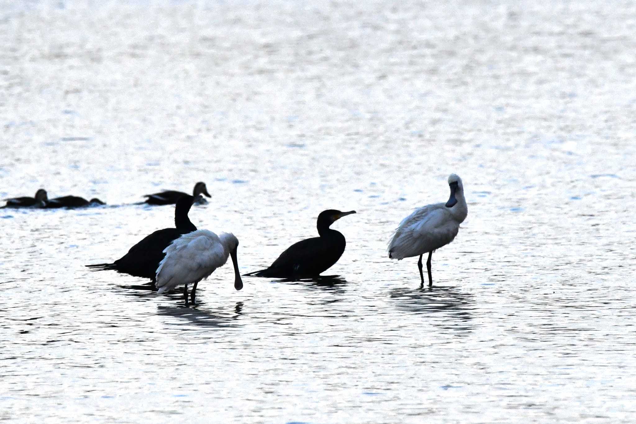 Black-faced Spoonbill