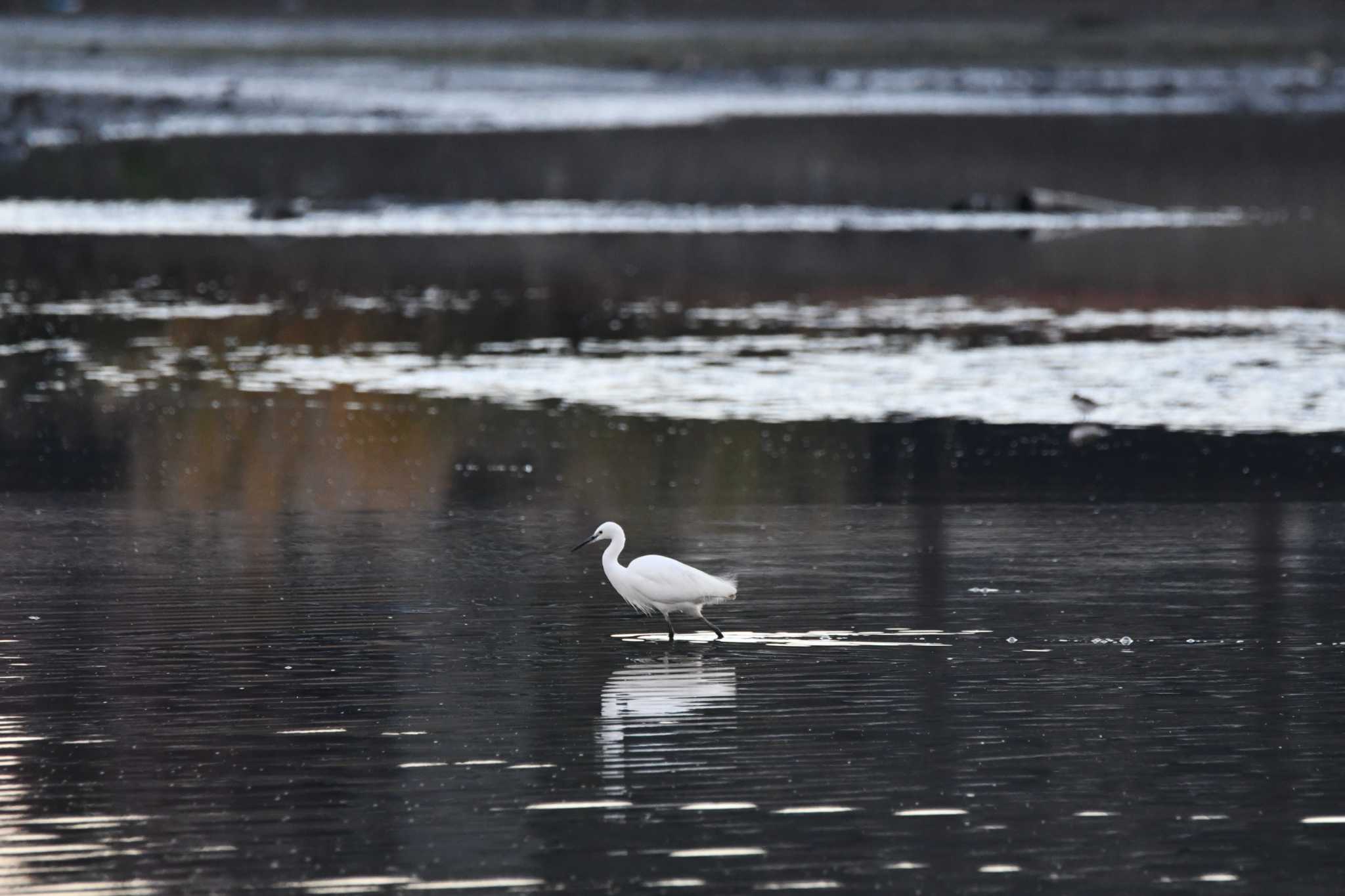 Little Egret