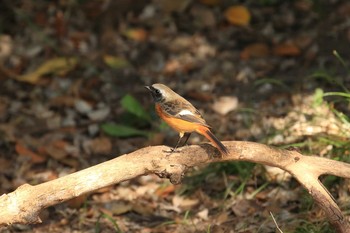 2018年10月28日(日) 大阪城公園の野鳥観察記録