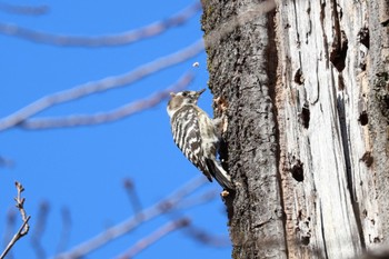 Japanese Pygmy Woodpecker 善福寺公園 Sun, 12/31/2023