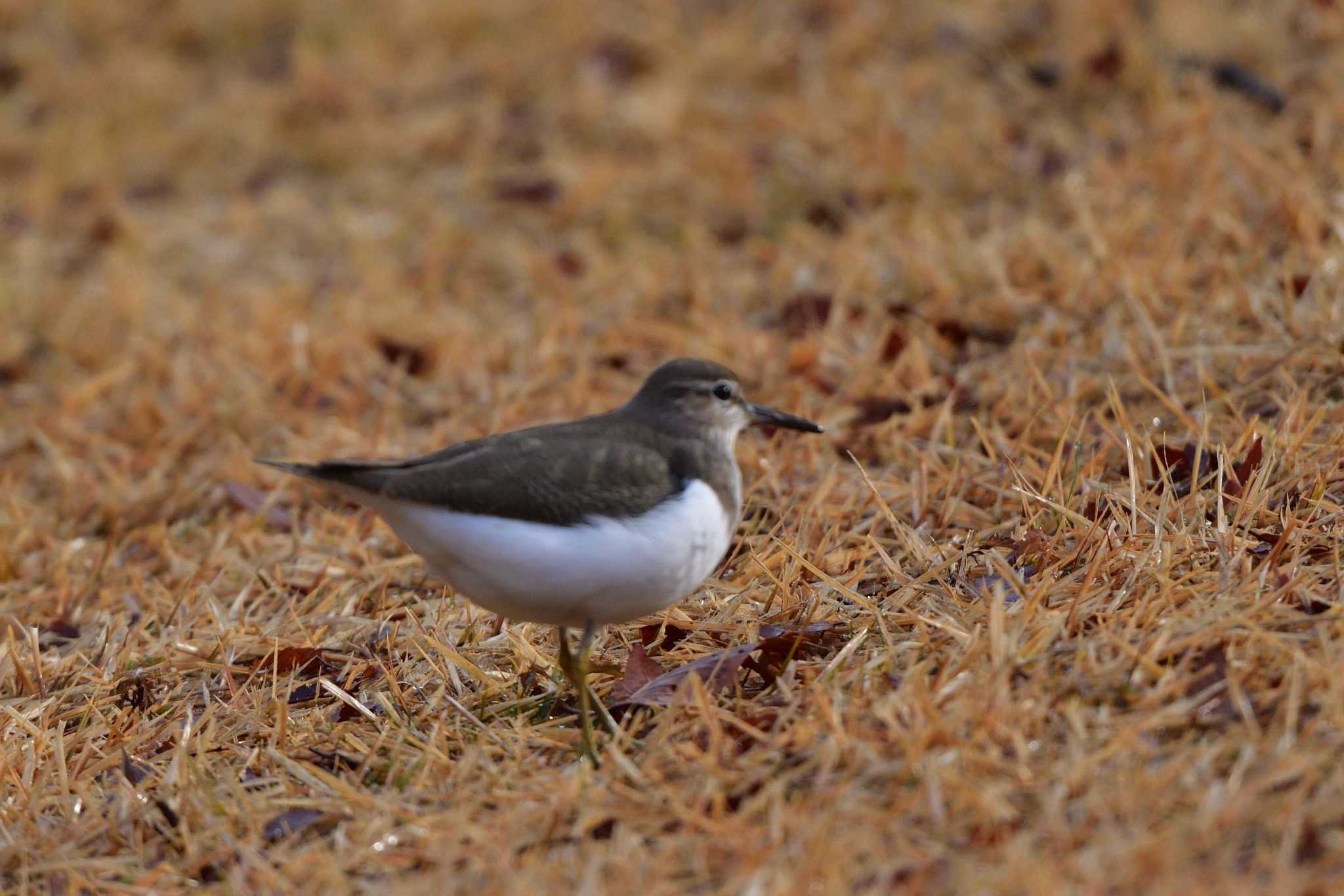 Photo of Common Sandpiper at 宮ケ瀬湖 by やなさん