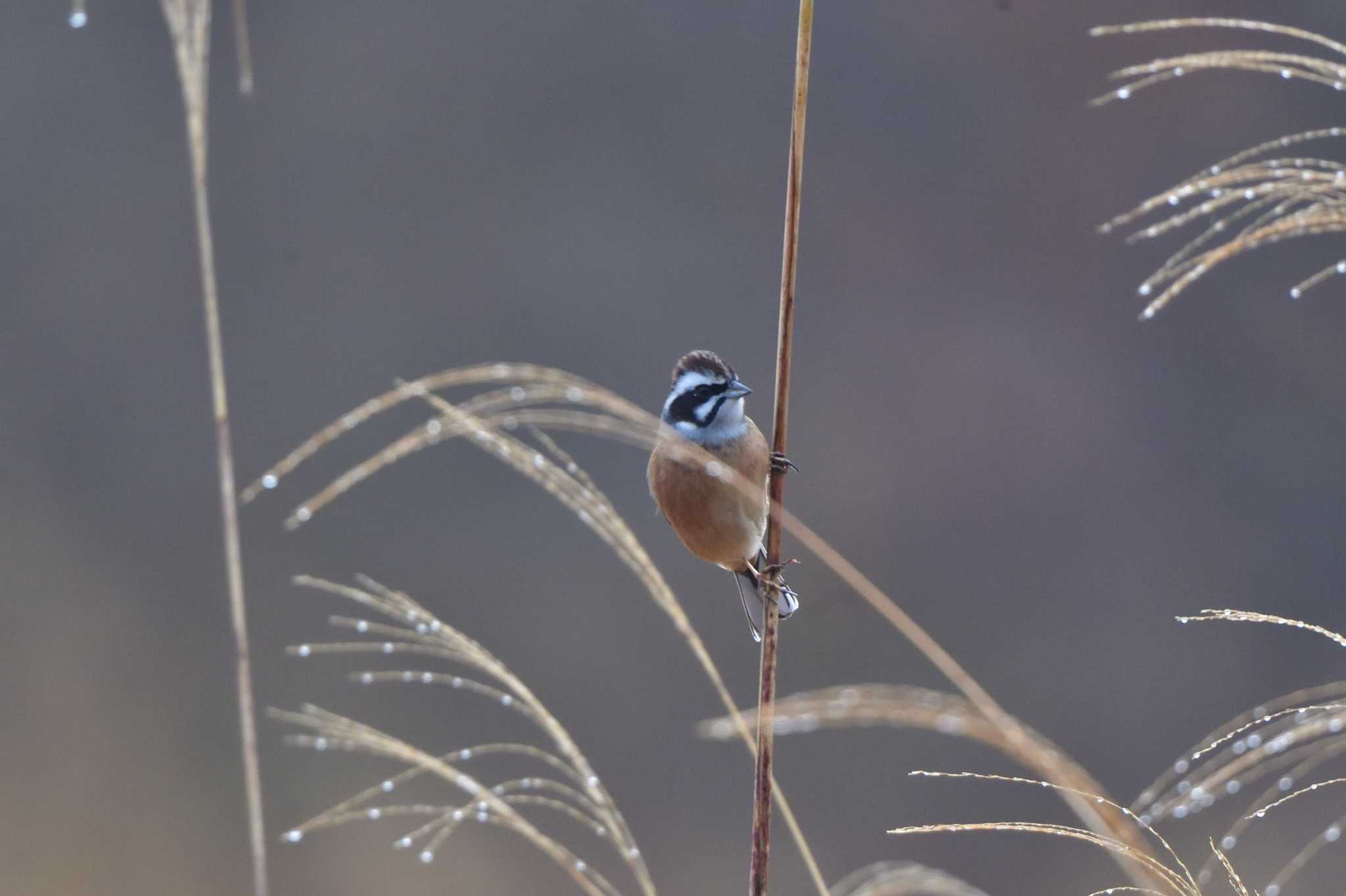 Photo of Meadow Bunting at 宮ケ瀬湖 by やなさん