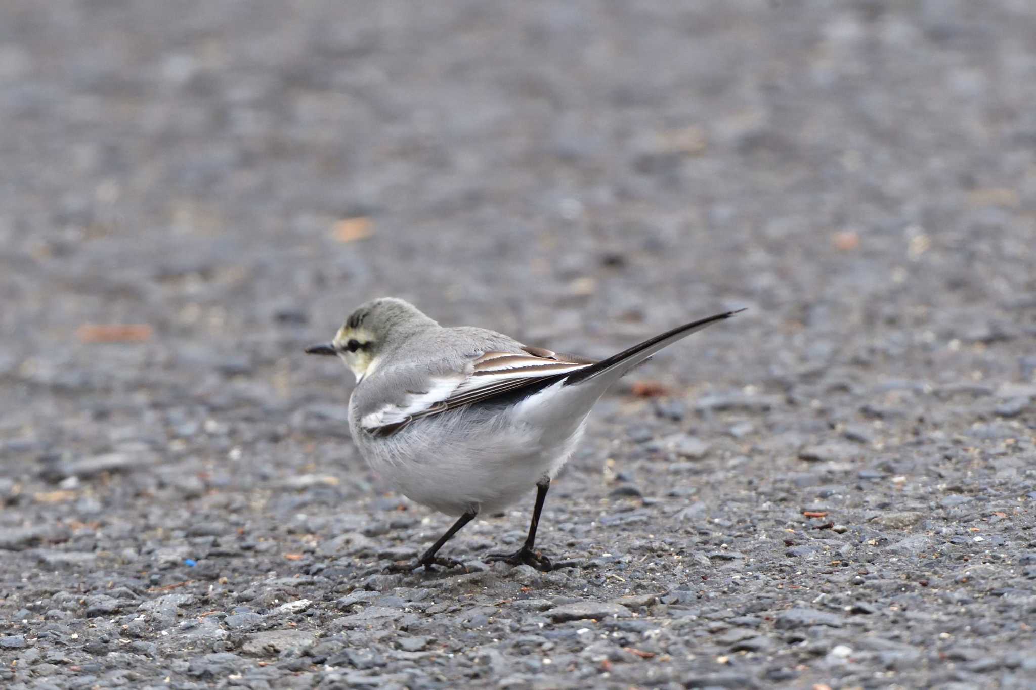 Photo of White Wagtail at 宮ケ瀬湖 by やなさん