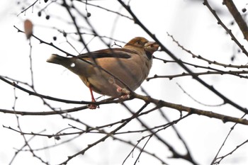 2024年1月3日(水) 宮ケ瀬湖の野鳥観察記録