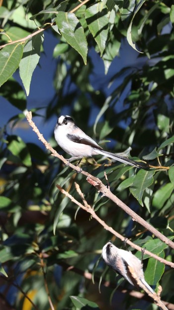Long-tailed Tit 善福寺公園 Thu, 1/4/2024