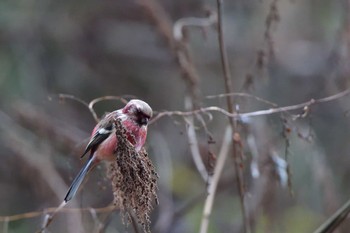 2024年1月3日(水) 早戸川林道の野鳥観察記録