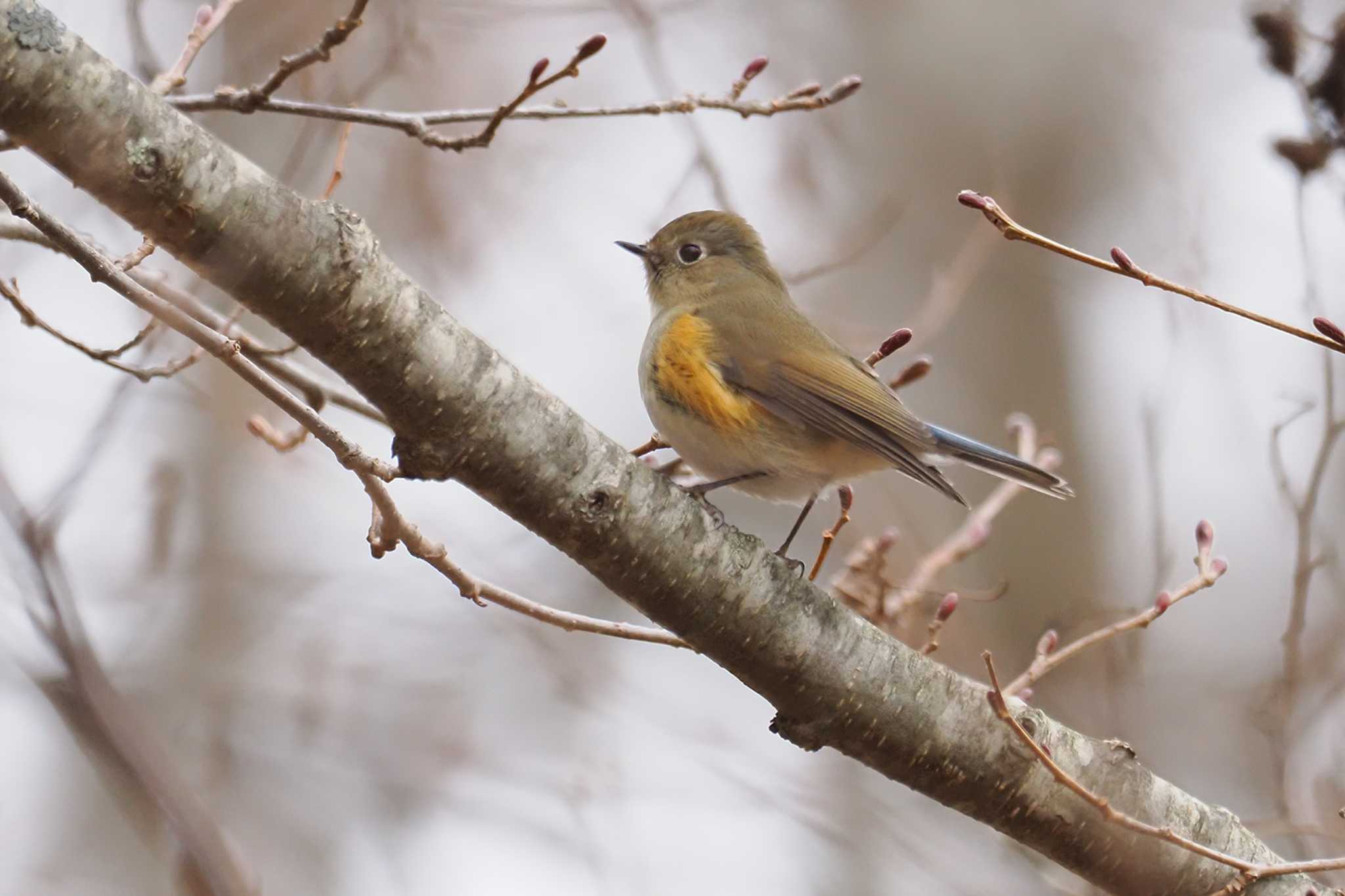 Red-flanked Bluetail