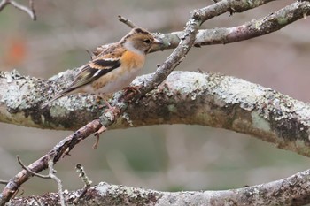 Brambling 嵯峨塩深沢林道 Wed, 1/3/2024