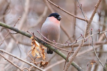 Eurasian Bullfinch(rosacea) 嵯峨塩深沢林道 Wed, 1/3/2024