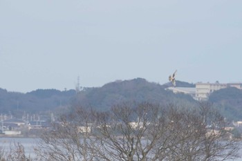 ハイイロチュウヒ 稲敷市 2023年12月30日(土)